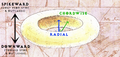 Thumbnail for version as of 00:42, 8 August 2024